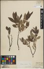 Foto von Salix lapponum L. x Salix silesiaca Willd.